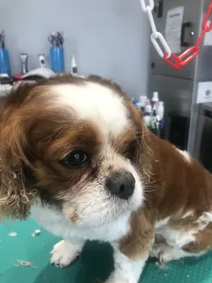 My Pet's Shop