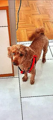 TOILETTAGE DOG FORM'