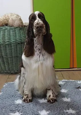 Le chien vert