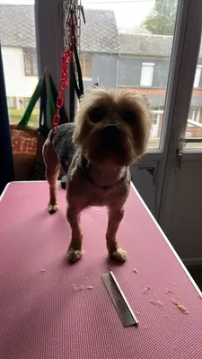 Stephi Dog toilettage