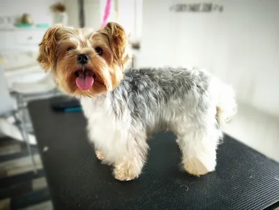 Nom d’une Truffe 🐾 toilettage à domicile aux alentours de Briey (54)