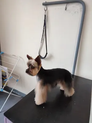 A LE RHEU CHIEN