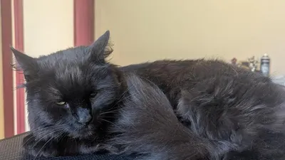 Calypso