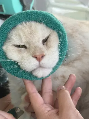 Bounette Toilettage Canin et Félin