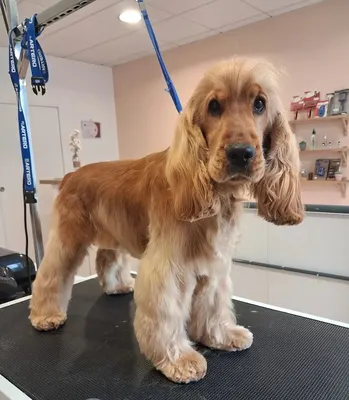 Esthetic Doggy Aurillac