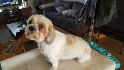 My Dog