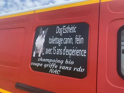 Dog esthetic