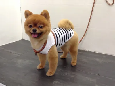 Doggy Chou