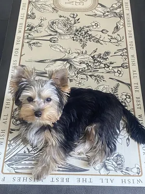 Ac'tifs Canin