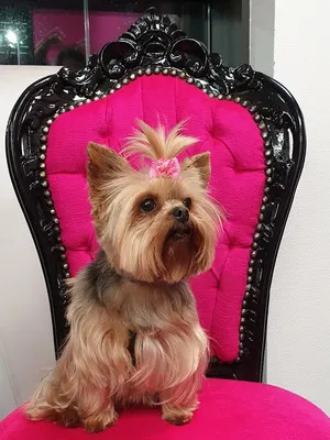 Plutôt chic