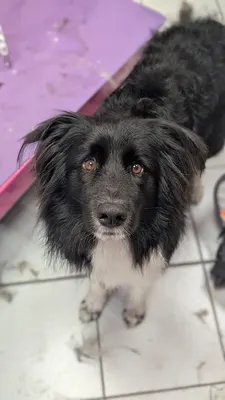 Tom&Co Chinon - Animalerie - Dog Wash