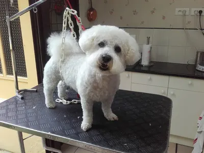 Toutous Clean Toilettage à domicile de votre chien