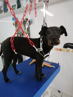 Histoire De Chien