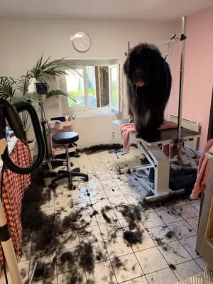 L’atelier du toilettage