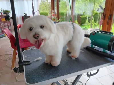 Les Patounes d'Aurore toilettage a domicile