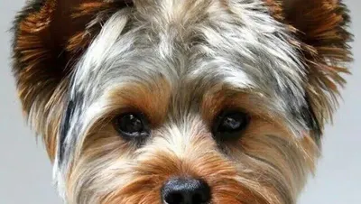 CANI’LY