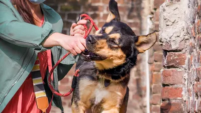 Virginie&Compagnie Toilettage canin