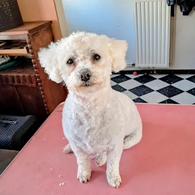 Coup'Poils - Toilettage canin et félin à domicile