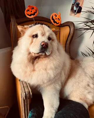 Dogs Bae