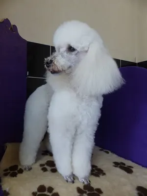Au Bonheur des Dogs