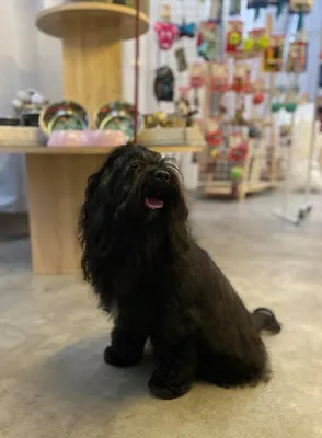 Salon de Toilettage Dog K'ouaff