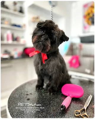 PET'Station | Artisan Toiletteur & Hôtel Félin