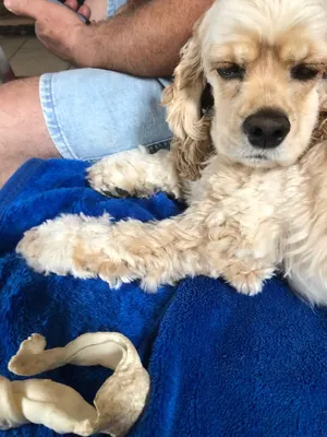 Au Calin Du Chien