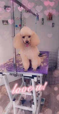 Toilettage Angélique