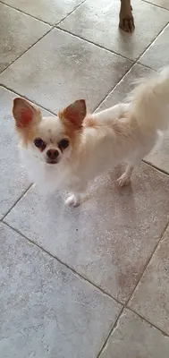Aux ch'tis canins