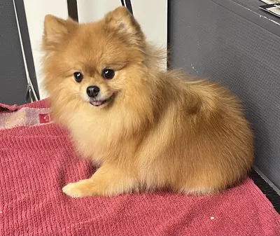 Etoile Canine - WashDog Paris - Salon de toilettage & Lavage self service 7j7