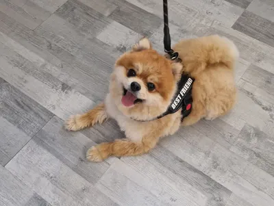Happy dog