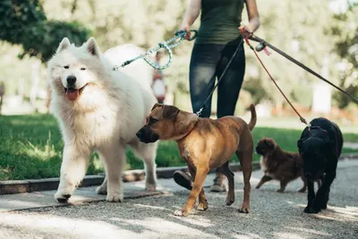 L'ESPRIT CANIN toilettage et pension pour chien