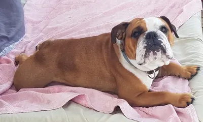 Toilettage Aux Chiens de Jade