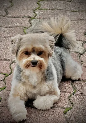Guth-Dog