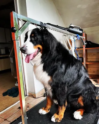 Coco Canin