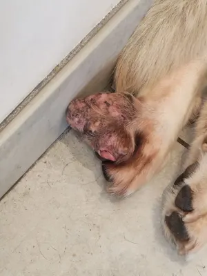 S.E.A 45 - Chloé Carême | Soins Animaliers & Transport
