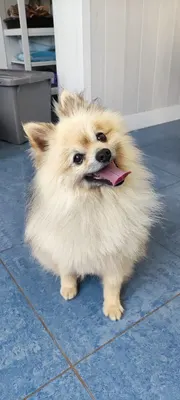 DOG'S PARADISE