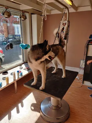 Au Chien Chic