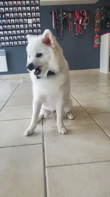 Doggywood
