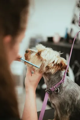 Bulle d'eau canine - toilettage canin et félin