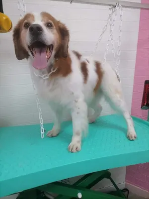 Truffalô