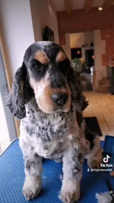 Morin Virginie au charme canin