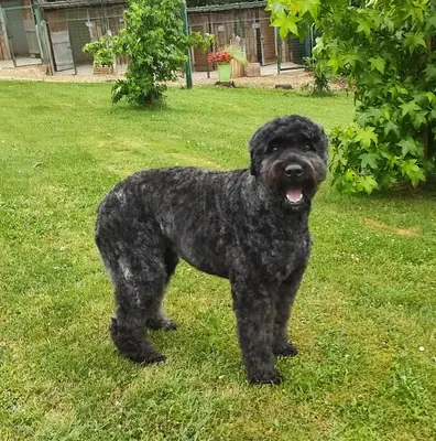 Beautiful Dog Toilettage canin