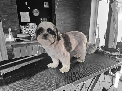 La Dog Fée