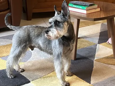 Manolo dog