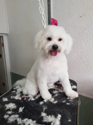 Comme Chiens Et Chats