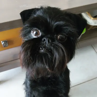Le Bichon Mignon
