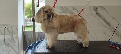Dog o Chic