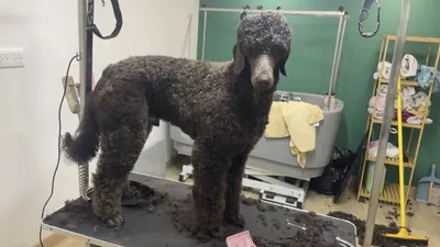 Bulles’Dog Toilettage
