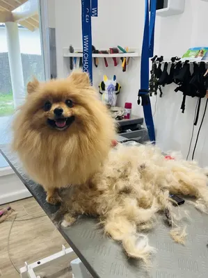 Toilettage - Esthetic doggies